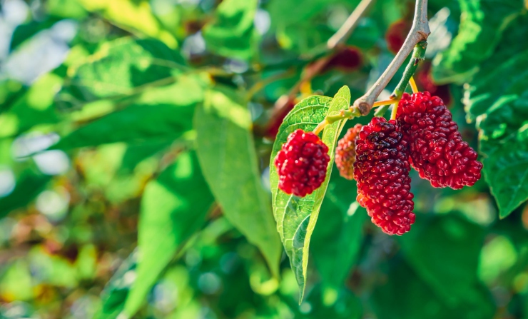 Mengenal Mulberry: Manfaat, Kandungan, dan Potensinya untuk Kesehatan